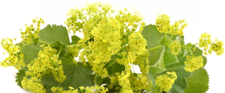 Цариче