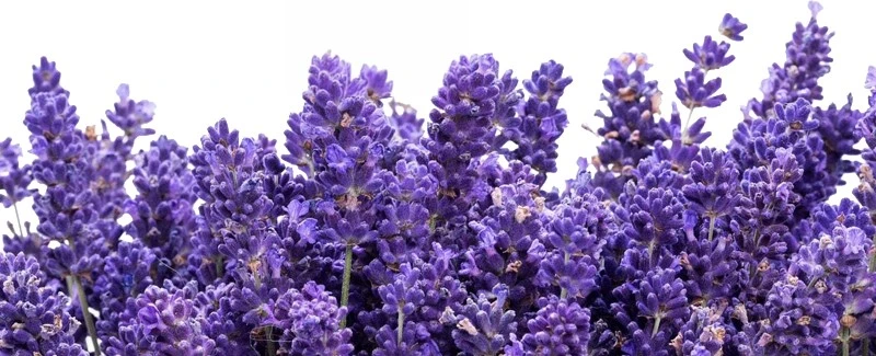 Лавандула